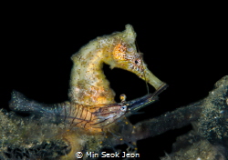 Seahorse and shrimp by Min Seok Jeon 